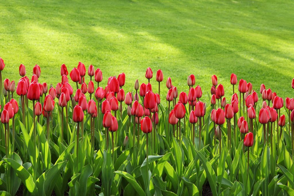tulips-21620_1280