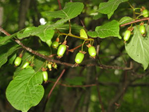 Actinidia