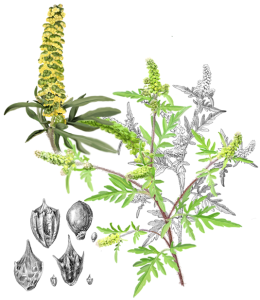 Artemisia-vulgaris
