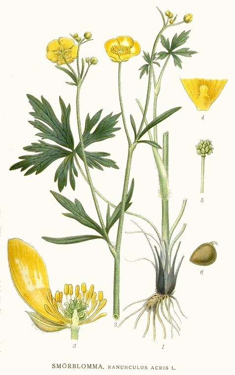 la classificazione delle piante