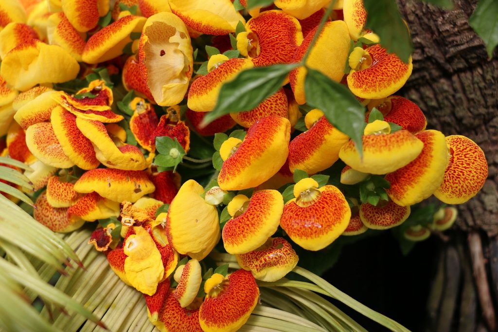 Calceolaria