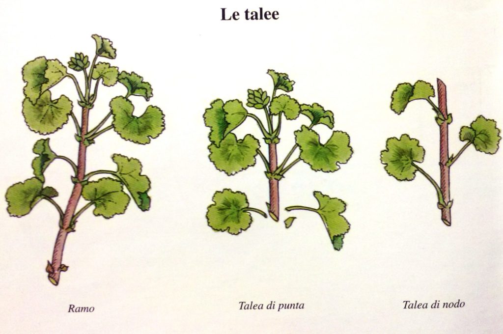 talea legnosa