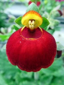 Calceolaria