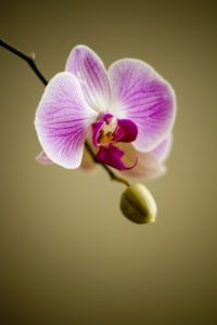 Orchidee