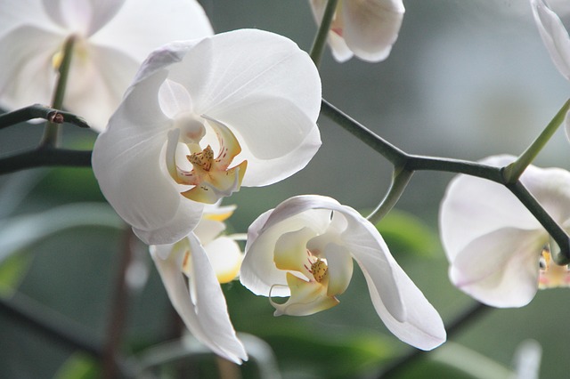 Orchidee
