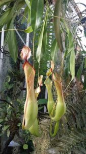 Nepenthes