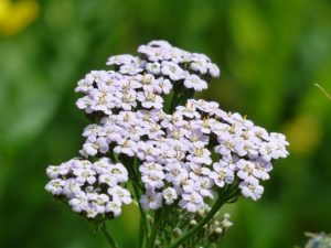 Achillea millefolium