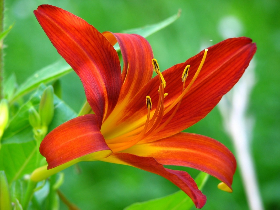 lily-383852_1280