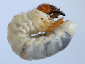 larva Lucanus cervus