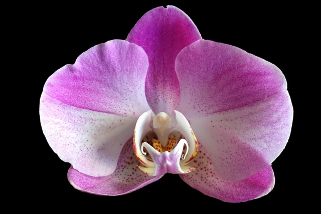 orchidee | orchidea