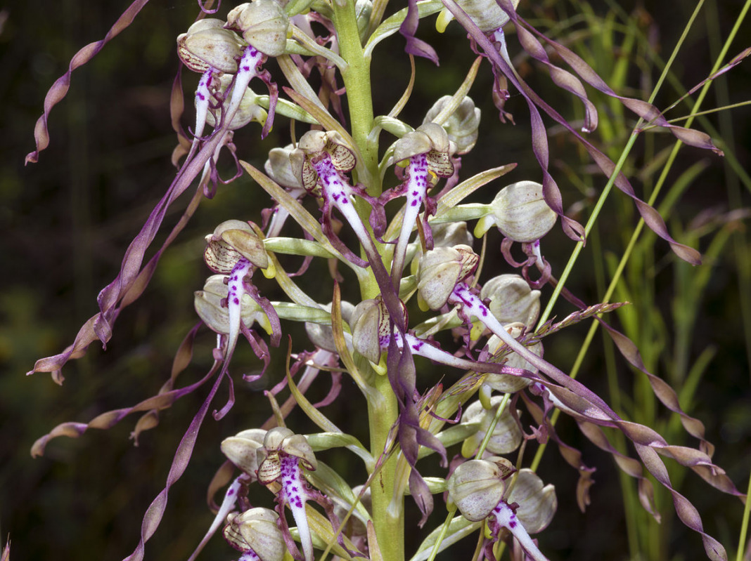 Orchidee | Genere Neottianthe, Aceras, Loroglossum