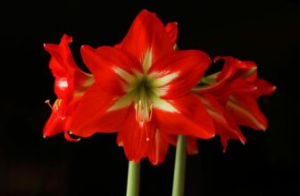 amaryllis