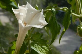 Piante velenose | Premessa