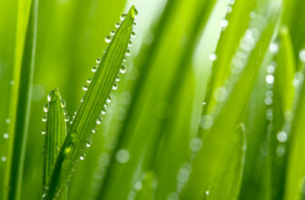 Fotosintesi clorofilliana: cos’è e come funziona