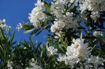 Piante velenose: Elenco delle specie, autoctone-native