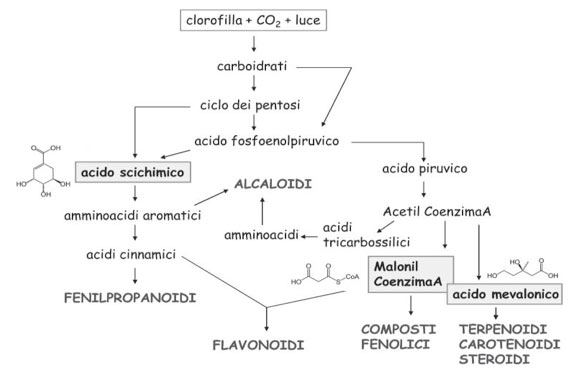 Fig. 1 - Schema di biosintesi dei principali metaboliti secondari.