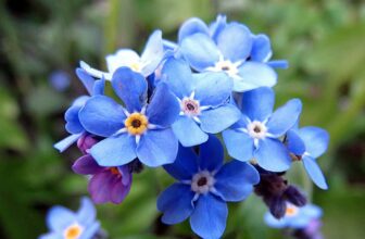 myosotis
