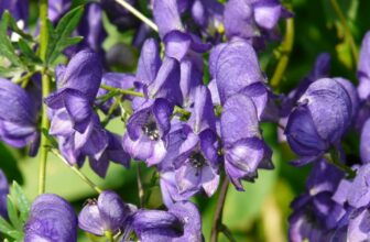 Pianta velenosa Aconito, napello