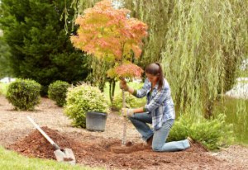 Easy Steps To Plant New Tree HT PG OD Hero 300x206