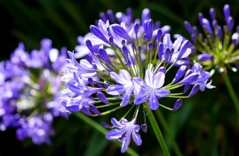 Agapanthus: Morfologia, Varietà, Fioritura e Consigli di Coltivazione | Guida completa