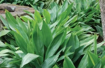 Aspidistra