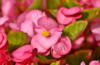 Coltivare Begonia: consigli, varietà e curiosità