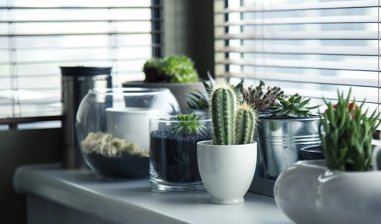 Guida alla scelta dei migliori vasi per piante e fiori