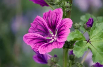 Coltivare la Malva: varietà, cura e benefici