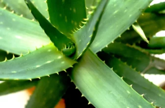 aloe vera