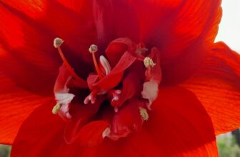 Coltivazione Amaryllis Da Bulbi