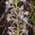 Orchidea | Liparis loeselii