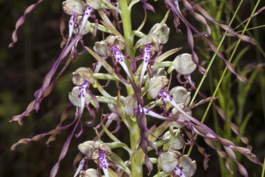Orchidee | Genere Neottianthe, Aceras, Loroglossum