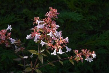 Abelia (Caprifoliaceae): arbusto sempreverde