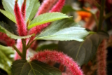 Acalypha hispida, coda di gatto