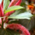 Mimosa: Acacia dealbata (Fabaceae)