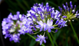 Agapanthus: Morfologia, Varietà, Fioritura e Consigli di Coltivazione | Guida completa