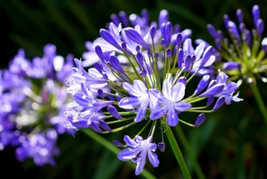 Agapanthus: Morfologia, Varietà, Fioritura e Consigli di Coltivazione | Guida completa