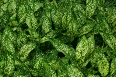 Aglaonema: una pianta purificatrice d’aria per la tua casa