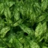 Aloe vera: coltivazione, proprietà curative e benefici per la salute