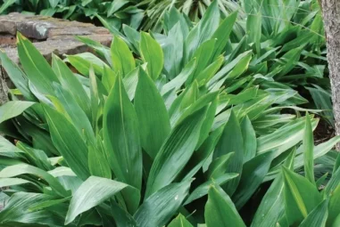 Coltivare Aspidistra: Consigli e curiosità sulle varietà e la coltivazione in vaso e in terrazzo