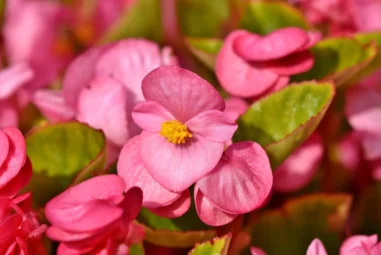 Coltivare Begonia: consigli, varietà e curiosità