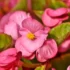 Guida alla scelta dei migliori vasi per piante e fiori