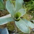 Astrophytum: pianta grasse a crescita lenta