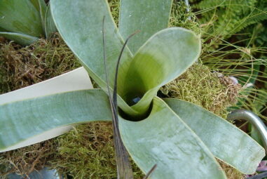 La Brocchinia reducta: pianta carnivora