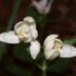 Cephalanthera rubra Elleborina: orchidea selvatica