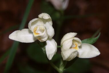 Cephalanthera damasonium: orchidea selvatica