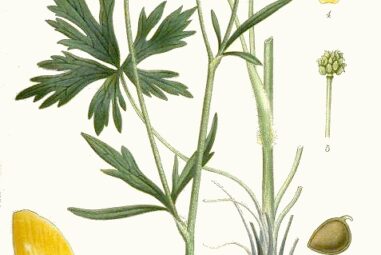 La classificazione delle piante