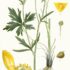 Achillea millefoglie –  achillea millefolium