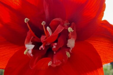Guida completa su come coltivare i bulbi di Amaryllis