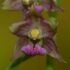Eplpactis helleborine: orchidea selvatica
